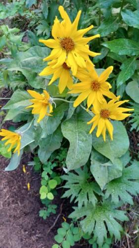 2021-06-05 07.06.04-balsamroot (Small)