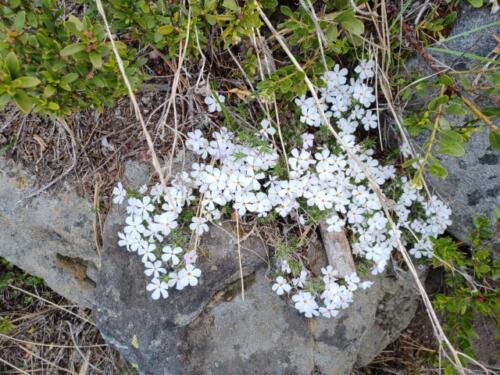 2021-06-05 09.01.12 - hoods phlox (Small)