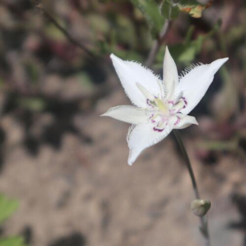 IMG_2896-lyalls mariposa lily