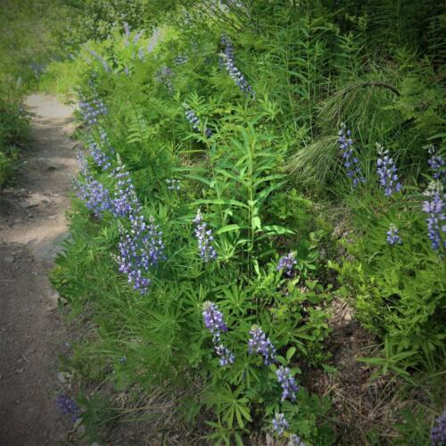 IMG_2897-lupine (2)