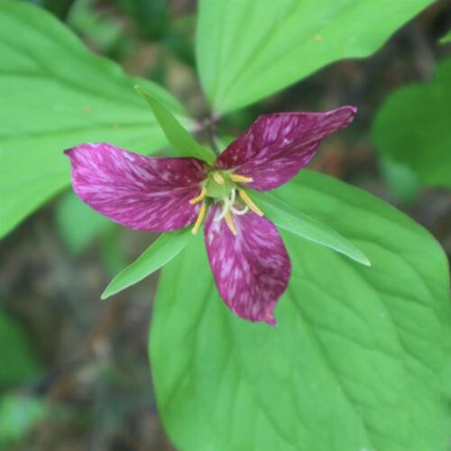 IMG_2906-trillium