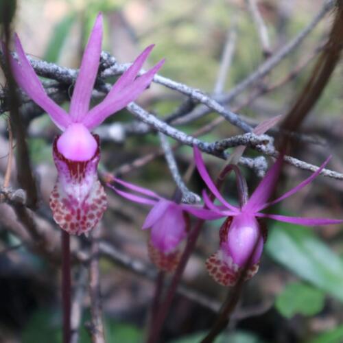 IMG_2913 fairy slipper calypso orchid