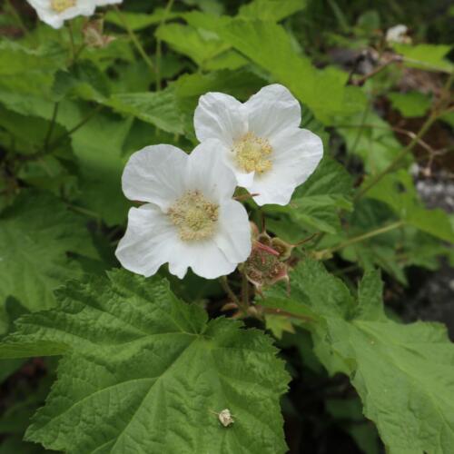 IMG_2929-thimble berry