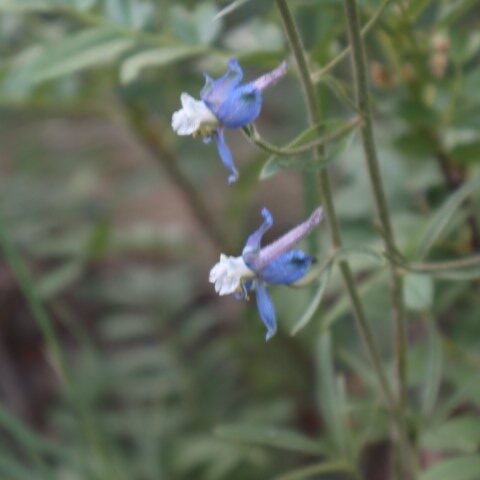 IMG_2970-larkspur (Small)