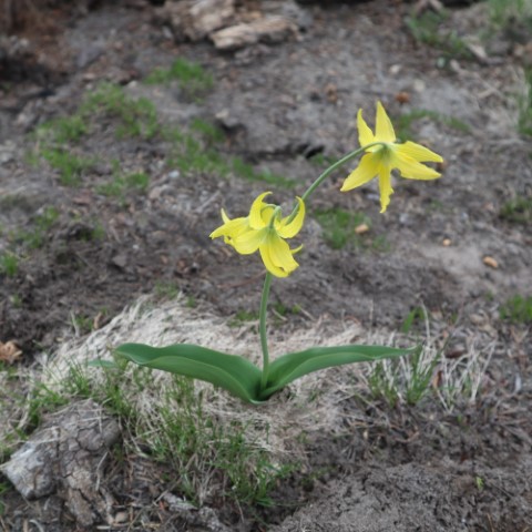 IMG_2987-glacier lilly (Small)